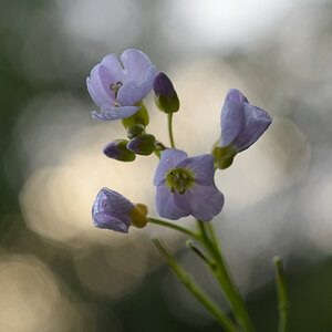 1899900wiesenschaumkrautblumen