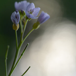 1944900wiesenschaumkrautblumen