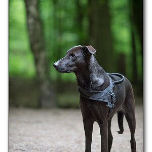 lupi im dunkln wald