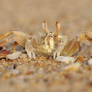 Krabbe am Strand von Grand Popo 7918