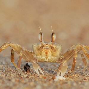 Krabbe am Strand von Grand Popo 7931