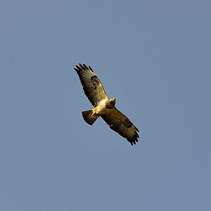 Greifvogel