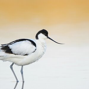 comp Akt.Texel (2)