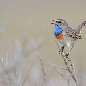 comp Akt.Texel (4)