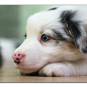 Babyhund5