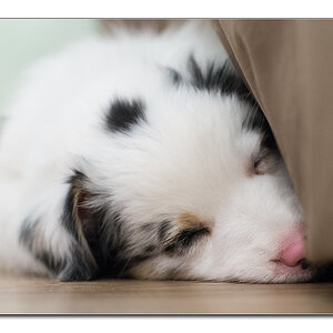 Babyhund6