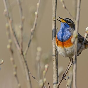 comp Fauna (162)