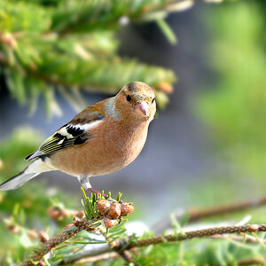 DSC 9776 khg