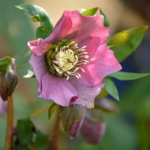 DSC 6935 roteChristrose