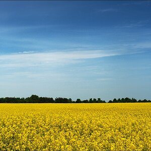 Usedom 18.05.2013 - Rapsfeld