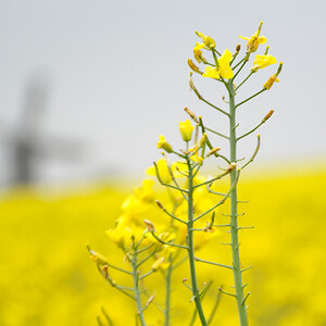 20130520 DSC 2498