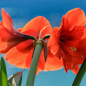 Amaryllis