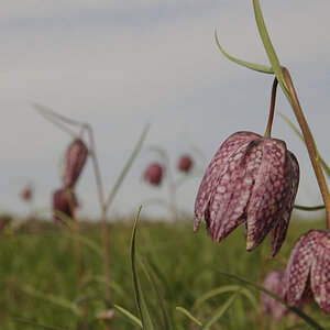 Schachbrettblume 4
