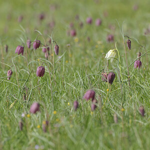Schachbrettblumen 1