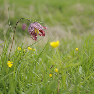 Blüte im Wind