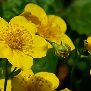 Waldsteinie