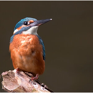 Eisvogel714