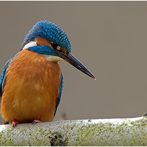 Eisvogel6614