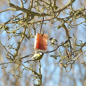 Winterspeck am Baum