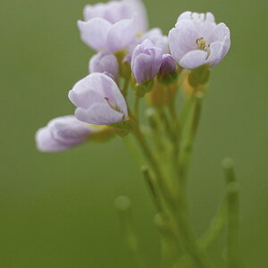 1851900wiesenschaumkrautblumen