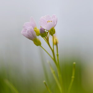 1805900wiesenschaumkrautblumen