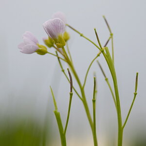 1825900wiesenschaumkraut
