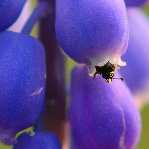 Traubenhyazinthe Crop