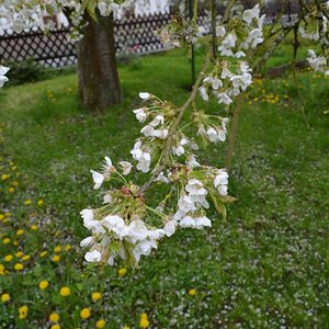 DSC 0053 007