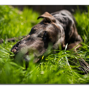 Lupa im Gras
