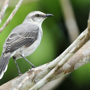 Tropenspottdrossel (Tropical Mockingbird)
Bangara Island
9849