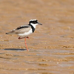 ???-Regenpfeifer 
(Pied Plover oder auch Pied Lapwing)
Bangara Island
9732