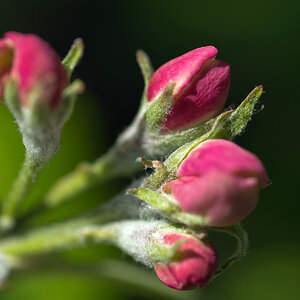 2130504 1119 Apfelblüte WDW