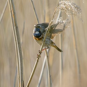 20130527 7087 [NIKON D4] 850 mm,1 1000 Sek. bei ƒ   6,3