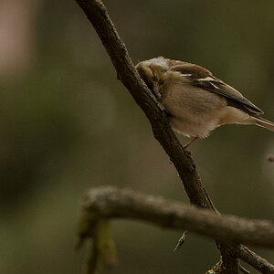 20130406 DSC 1914