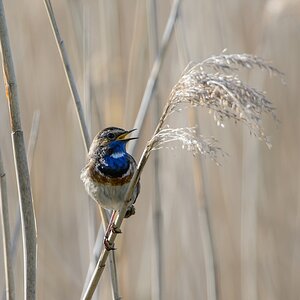 20130527 7134 [NIKON D4] 850 mm,1 1000 Sek. bei ƒ   6,3