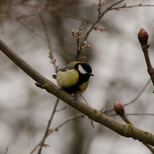 20130406 DSC 1916