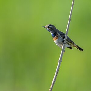20130527 7172 [NIKON D4] 850 mm,1 1000 Sek. bei ƒ   5,6