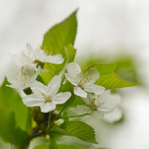 80800blüten