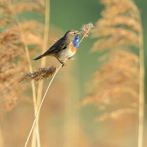 20130527 0535 [NIKON D5100] 850 mm,1 640 Sek. bei ƒ   7,1