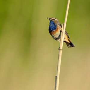 20130527 0556 [NIKON D5100] 850 mm,1 1000 Sek. bei ƒ   7,1