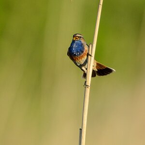 20130527 0551 [NIKON D5100] 850 mm,1 1000 Sek. bei ƒ   7,1