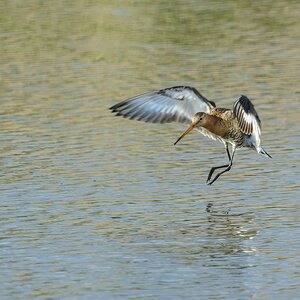 20130527 0418 [NIKON D5100] 850 mm,1 640 Sek. bei ƒ   9,0