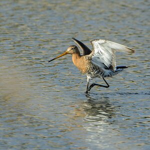 20130527 0452 [NIKON D5100] 850 mm,1 640 Sek. bei ƒ   9,0
