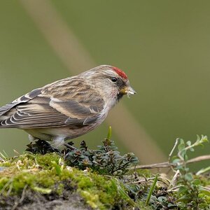 barmsijs.