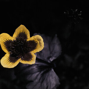 23042007 UV 0086