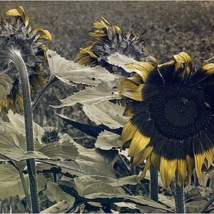 23072008 uv sonnenblume 0040uv