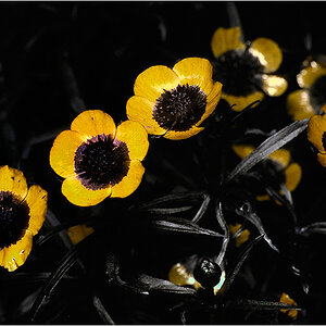 23042007 UV 0054 klein