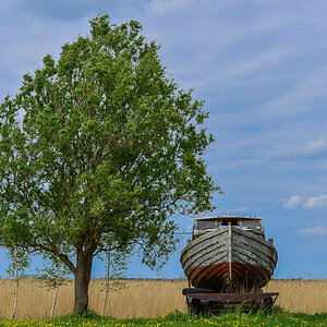 Boot und Baum