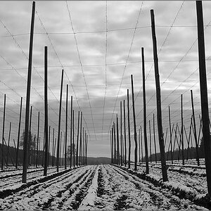 Hopfen