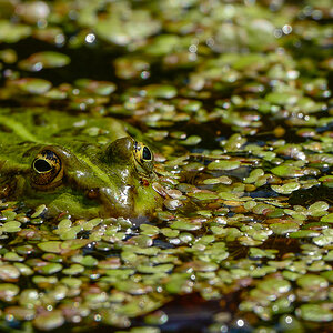 Frosch